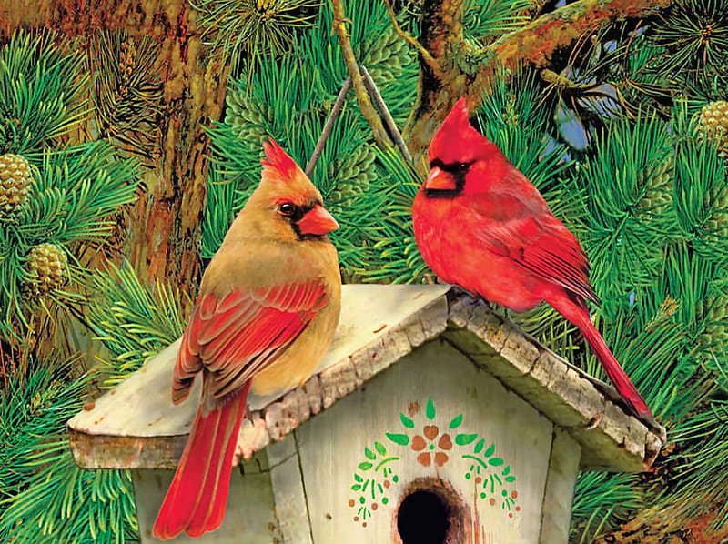 Cardinals Retreat FC, art, songbirds, bonito, illustration, artwork ...