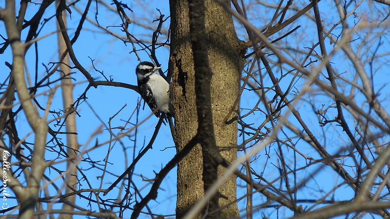 Female Downy Woodpecker, twigs, blue sky, woodpeckers, branches, downy woodpecker, HD wallpaper
