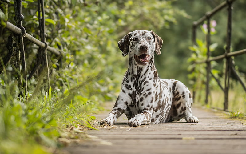Dalmatian, bridge, domestic dog, pets, bokeh, dogs, cute animals, Dalmatian Dog, HD wallpaper
