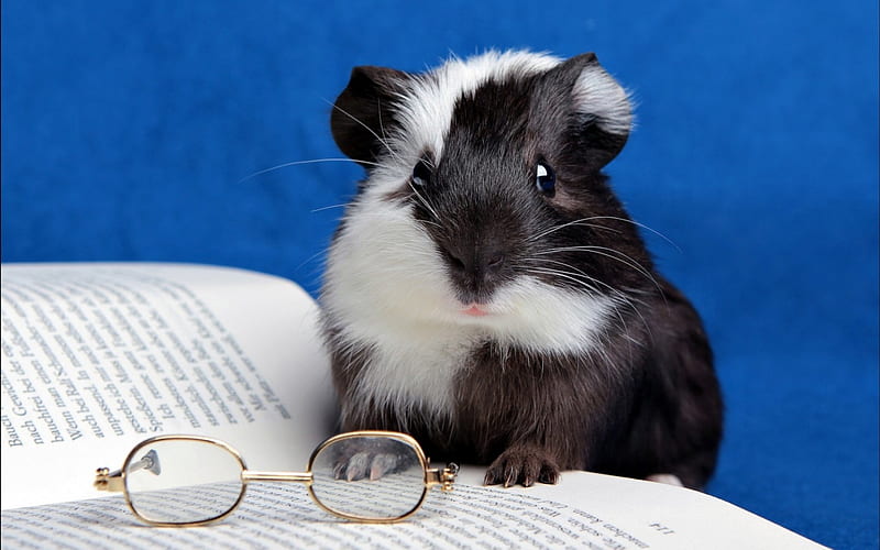 Guinea pig, glasses, book, black, animal, cute, funny, rodent, white, blue, HD wallpaper