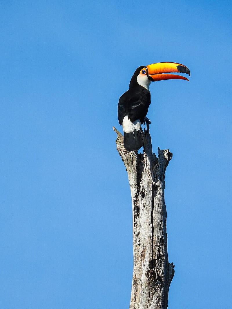toucan, bird, beak, pillar, HD phone wallpaper