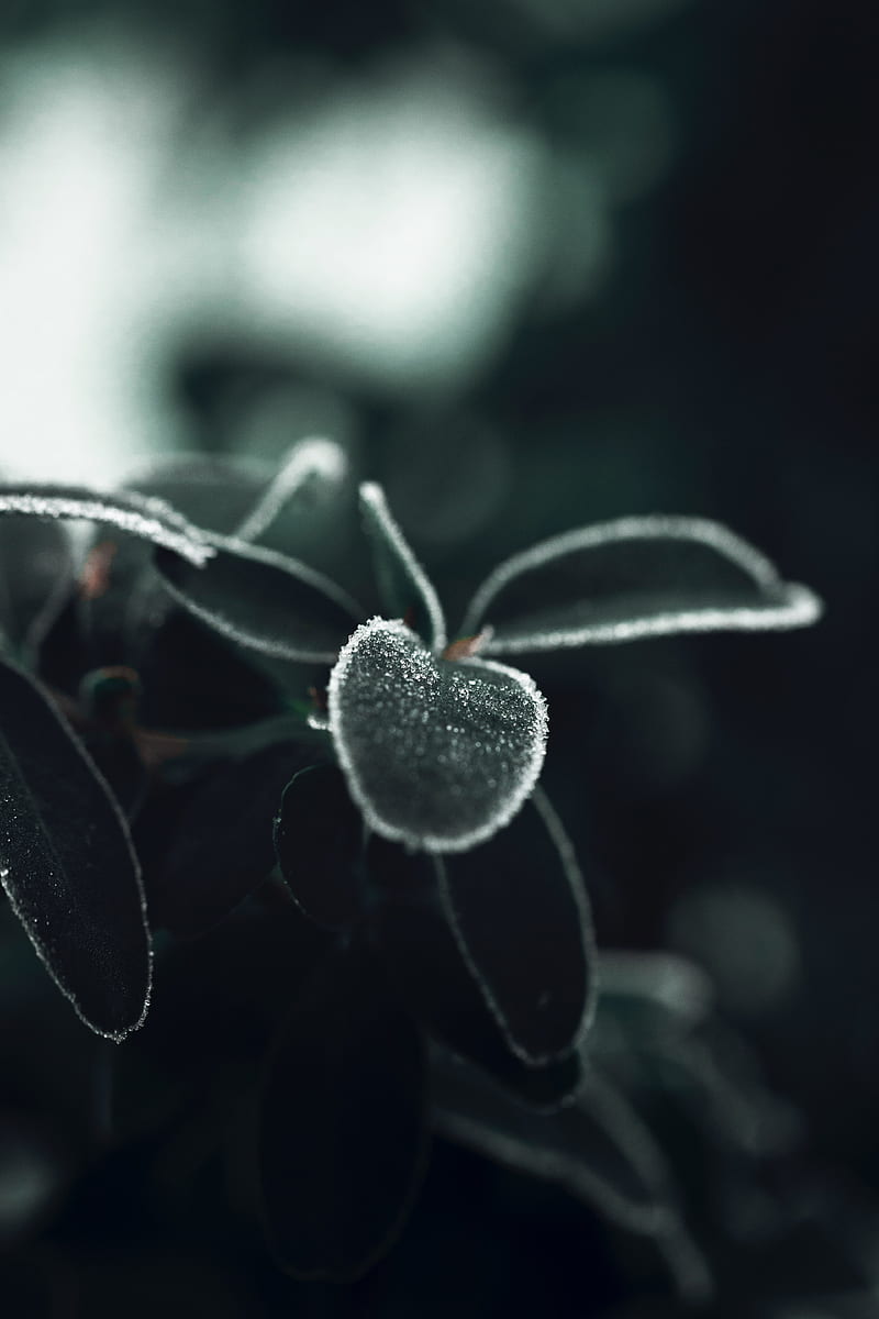 leaves, ice, macro, plant, HD phone wallpaper
