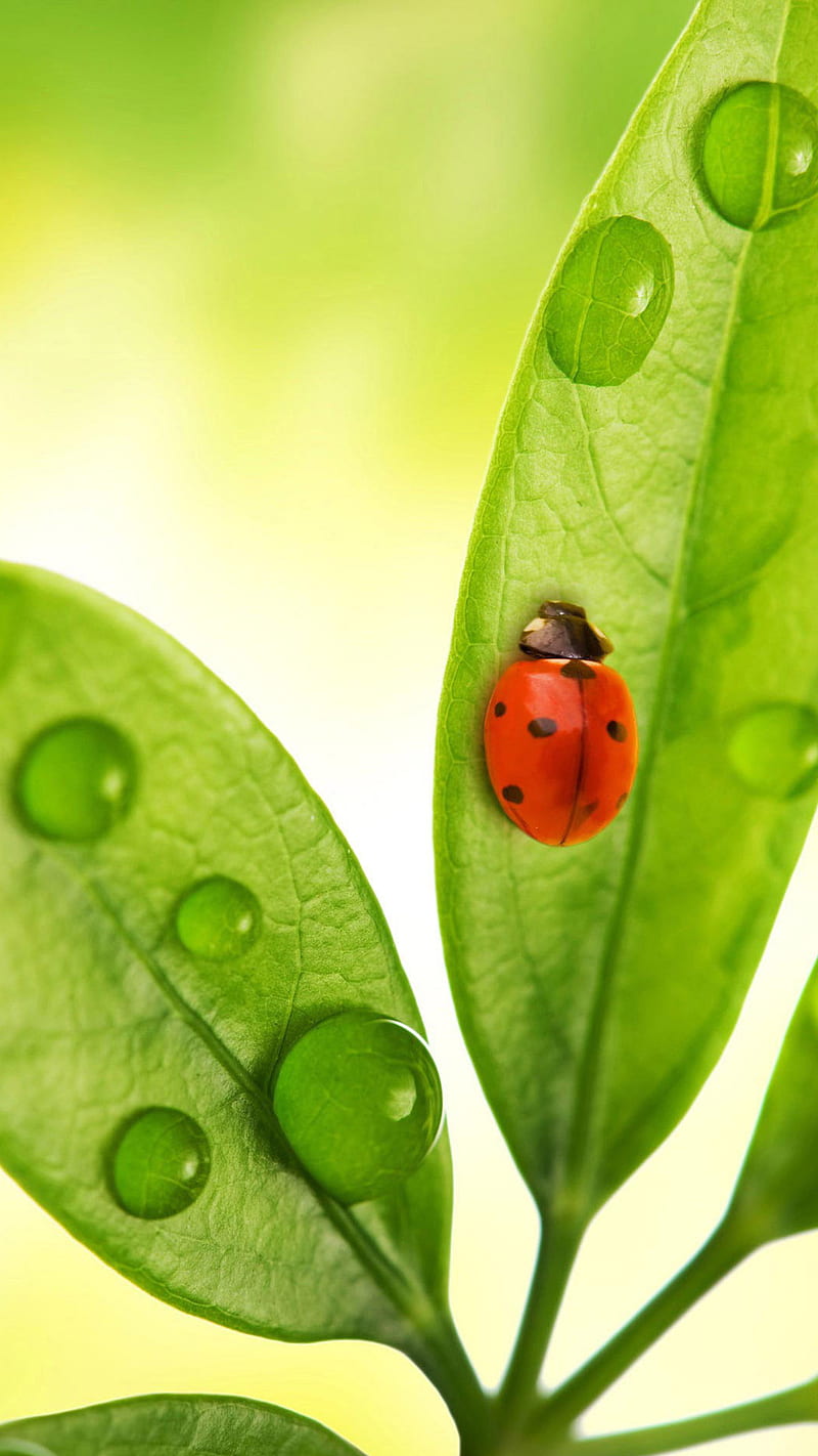 Ladybug, bugs, green, insects, leaves, nature, waterdrops, HD phone wallpaper