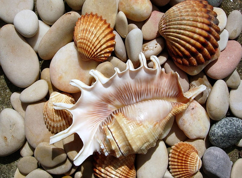 Sea Shells, beach, rocks, sand, shells, HD wallpaper