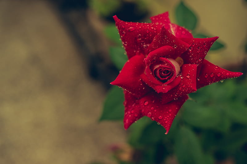 red flower in tilt shift lens, HD wallpaper