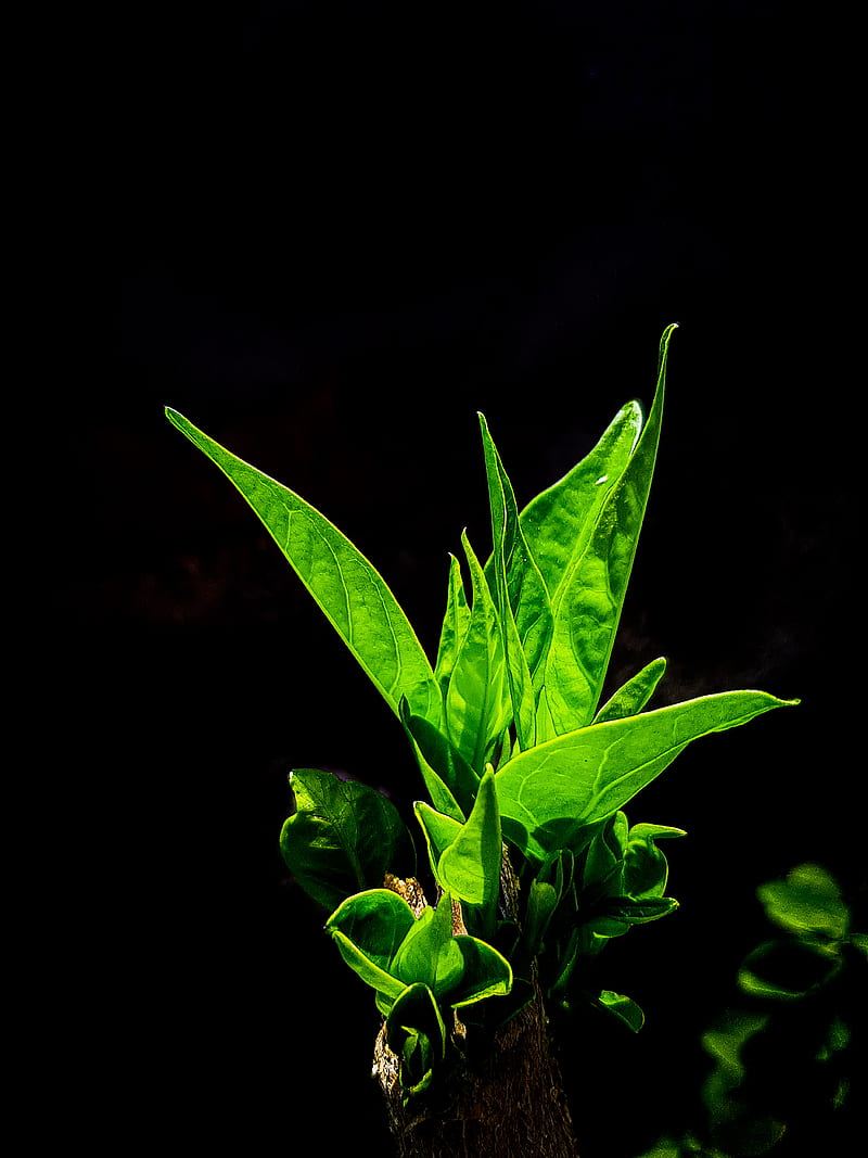 plant, dark, flowers, glow, green, growth, leaves, life, plants, trees, upgrade, HD phone wallpaper