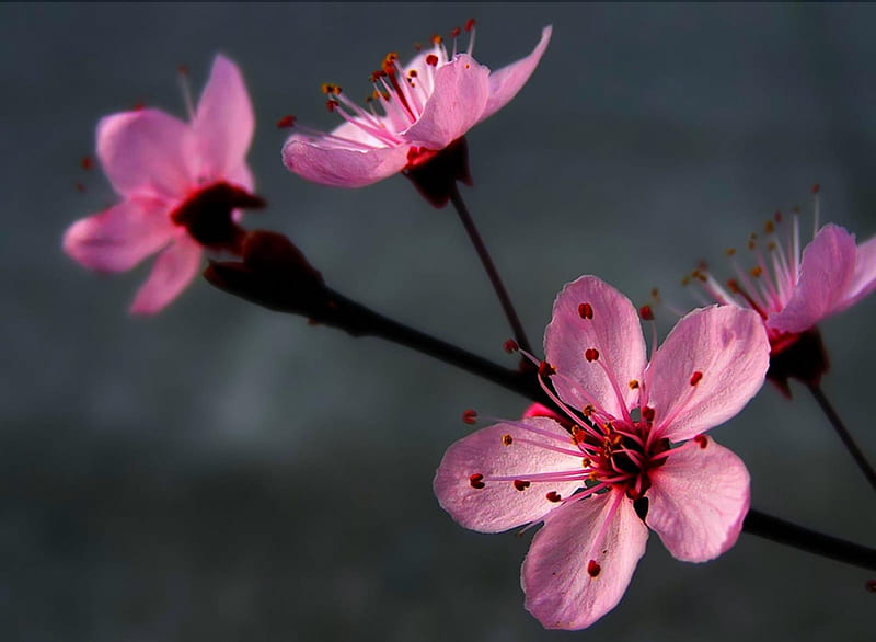 Early Spring~Japanese Plum Blossoms~Ume 梅, Ume, japan, Pink, China, Spring, Flowers, Plum Blossoms, Plum Tree, HD wallpaper