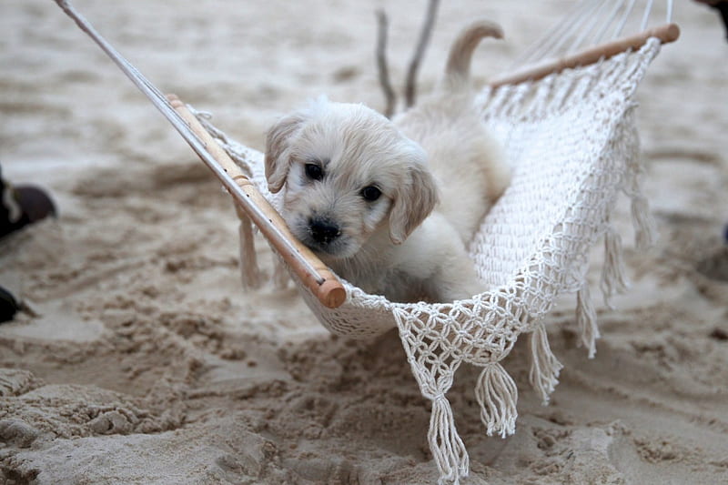 Come in my hammock!, hammock, animal, cute, beach, sand, summer, white, puppy, dog, HD wallpaper
