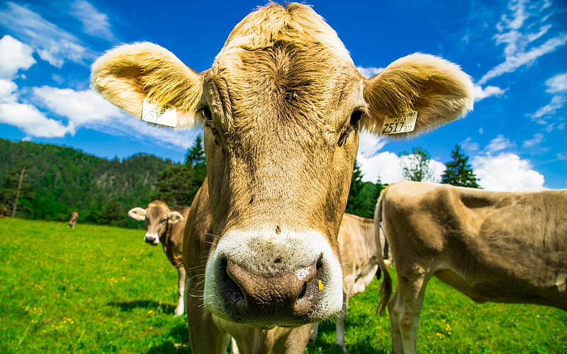 Blonde Cow, herd, nature, sky, meadow, agriculture, HD wallpaper | Peakpx