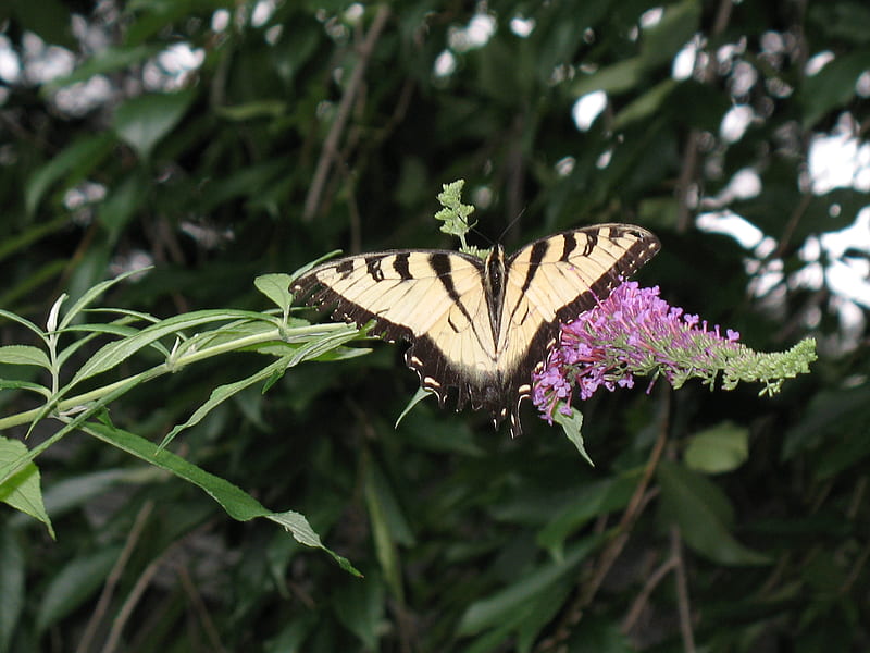 Beauty on the Bush, flowers, butterfly, butterfly bush, insects, HD wallpaper