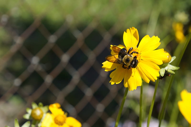 summer time, pretty, sun, bumble bee, flower, perfect, bonito, light, HD wallpaper