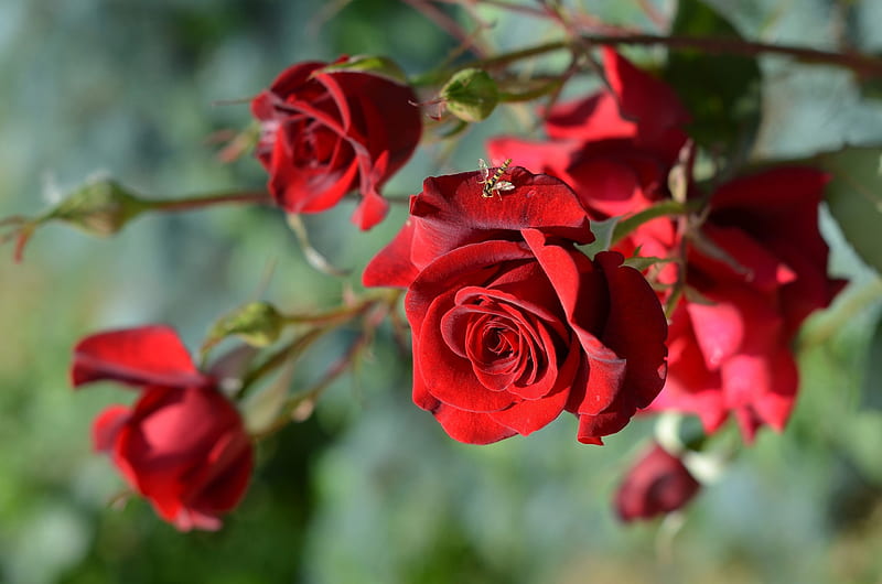 Bunch of Red Roses, red, macro, flowers, nature, petals, roses, buds, branch, HD wallpaper