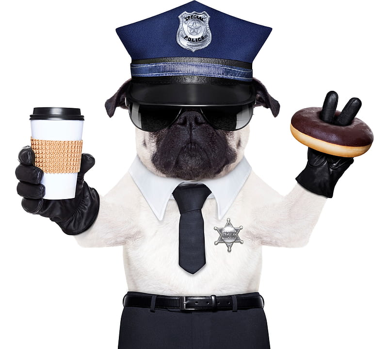 Funny dog, caine, animal, hat, donut, coffee, police, funny, puppy, dog, blue, HD wallpaper