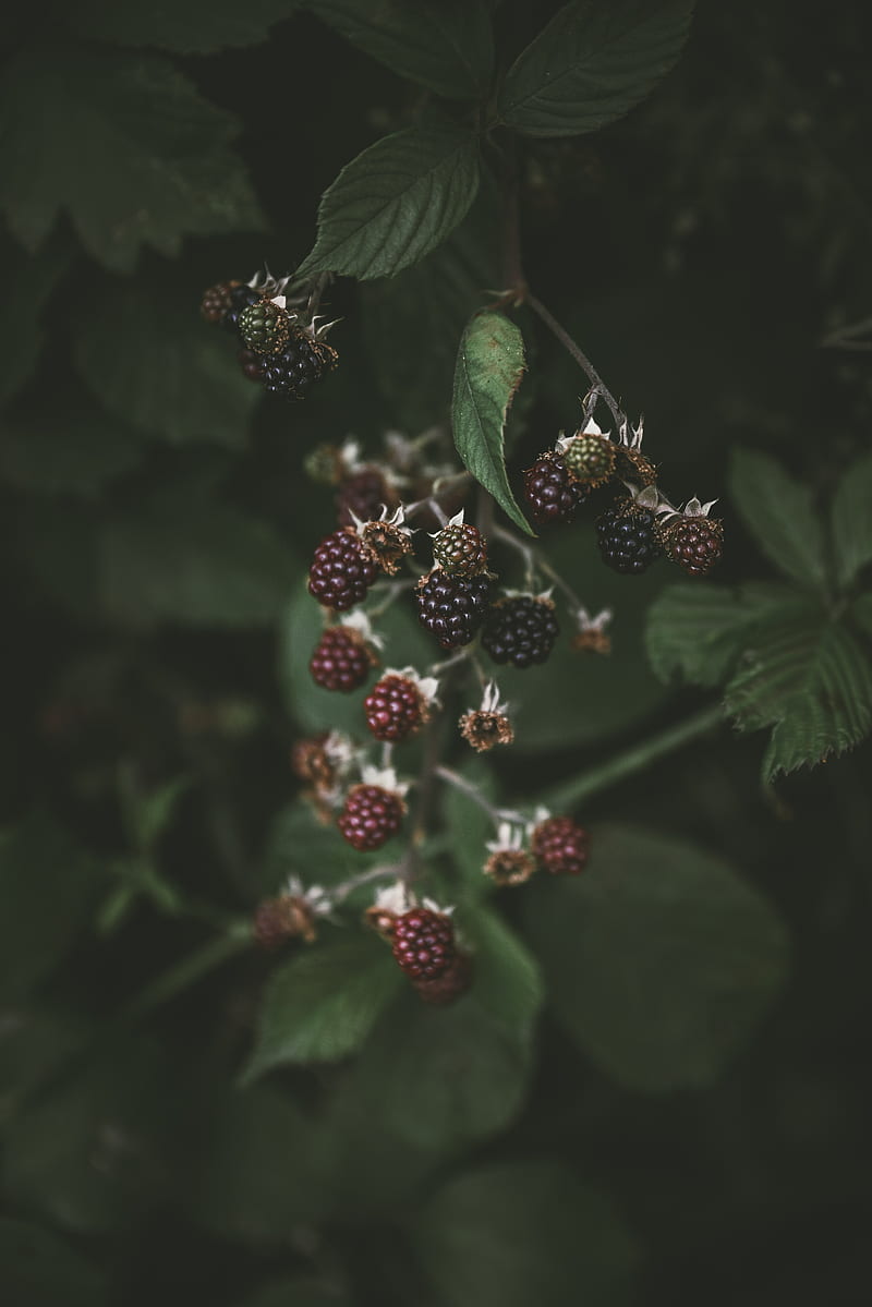 blackberry, raspberry, berries, macro, blur, HD phone wallpaper
