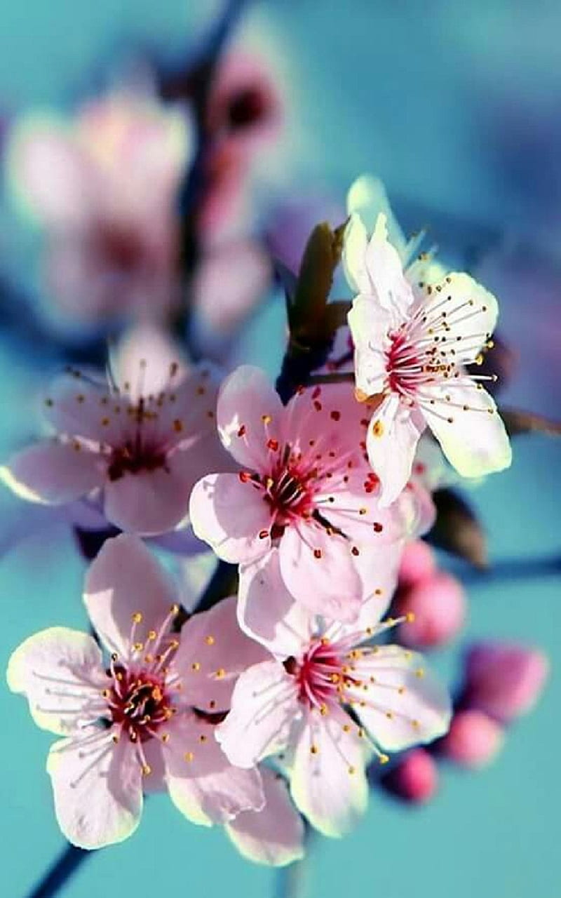 Spring, flowers, twig, HD phone wallpaper