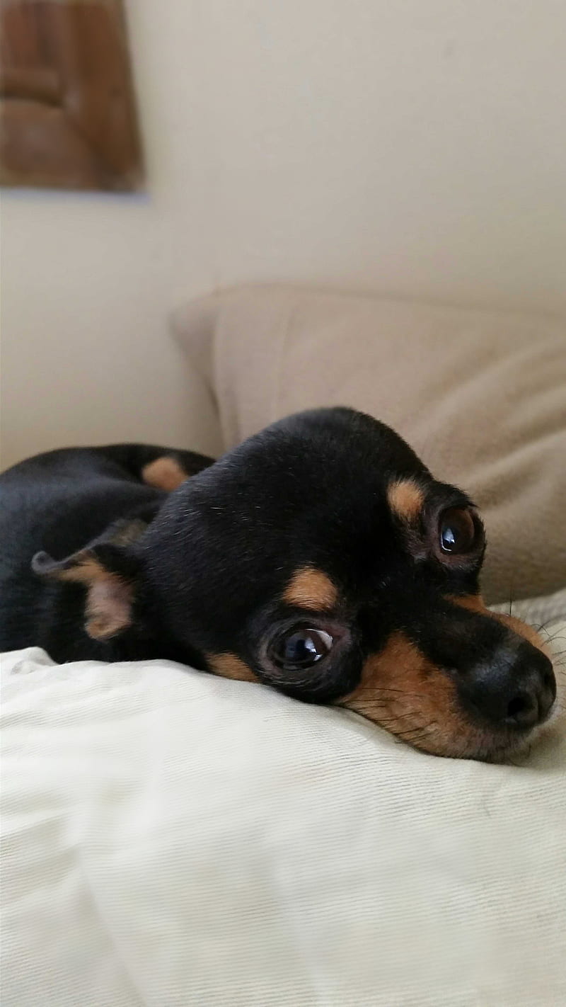 Maog, adorable, black, chihuahua, cute, dog, minature, minpin, pinscher, HD phone wallpaper