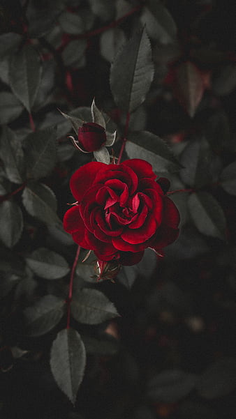 Rose, flower, flowers, HD phone wallpaper