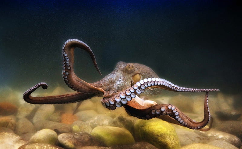 Octopus, Octous, Ocean, Animal, Suckers, HD wallpaper
