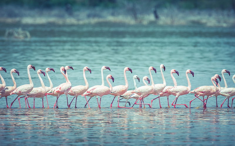flamingos, lake, flock, pink bird, pink flamingos, HD wallpaper