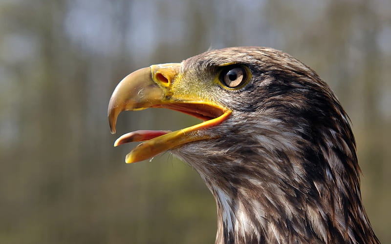 Bald Eagle Juvenile, beak, juvenile, bald eagle, bird, HD wallpaper