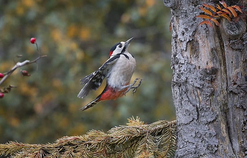 Birds, Woodpecker, Bird, Branch, HD wallpaper
