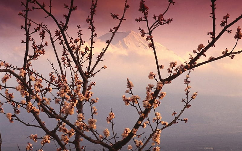 Mt. Fuji and Cherry Blossoms, sakura, japan, nature, sunset, fuji, cherry blossoms, HD wallpaper