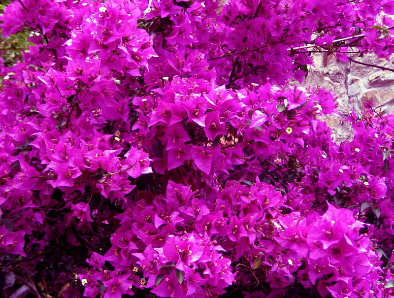 Bougainvillea, flowers, tree, nature, purple, HD wallpaper