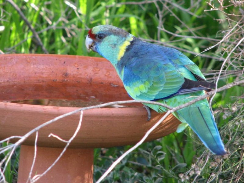 Ringneck Parrot, australia, birdbath, greenery, ringnecked parrot, HD wallpaper
