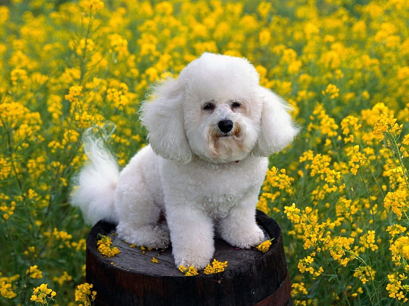 Adorable Bichon Dog, adorable, small, animals, dogs, bichons, HD wallpaper