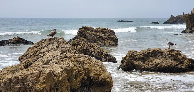 El Matador Beach, Malibu, California, El Matador, Beach, Malibu, Waves, California, Birds, Rocks, Sand, Ocean, Horizon, HD wallpaper