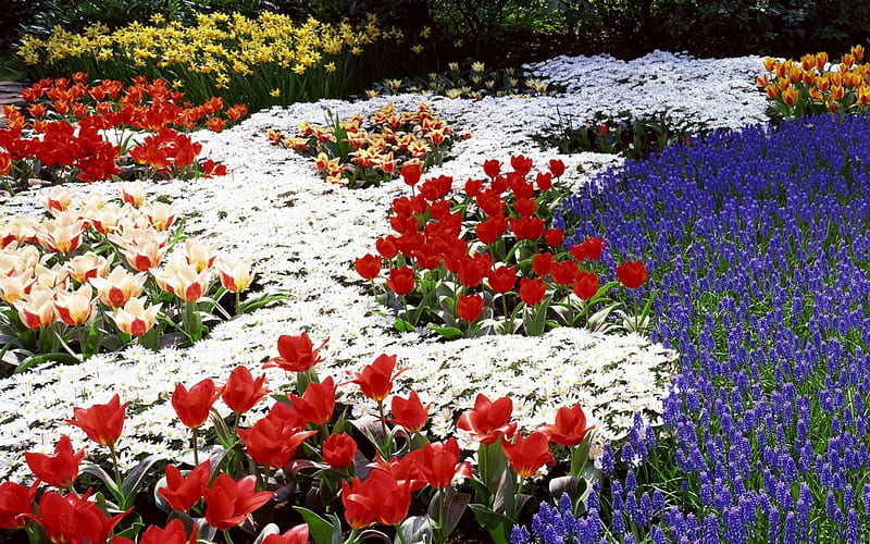 Spring Flowers, daisies, red, hyacinths, blossoms, tulips, white, blue, HD wallpaper