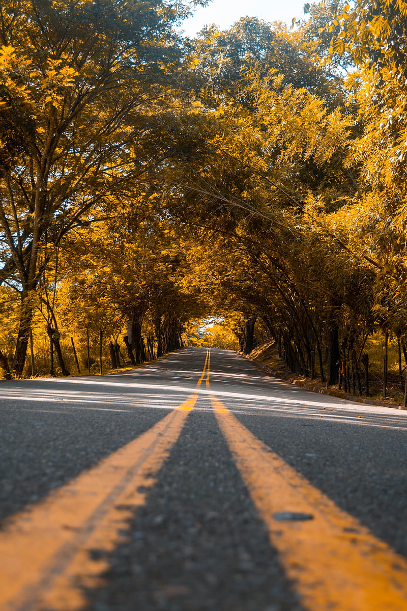 road, trees, asphalt, marking, stripes, HD phone wallpaper
