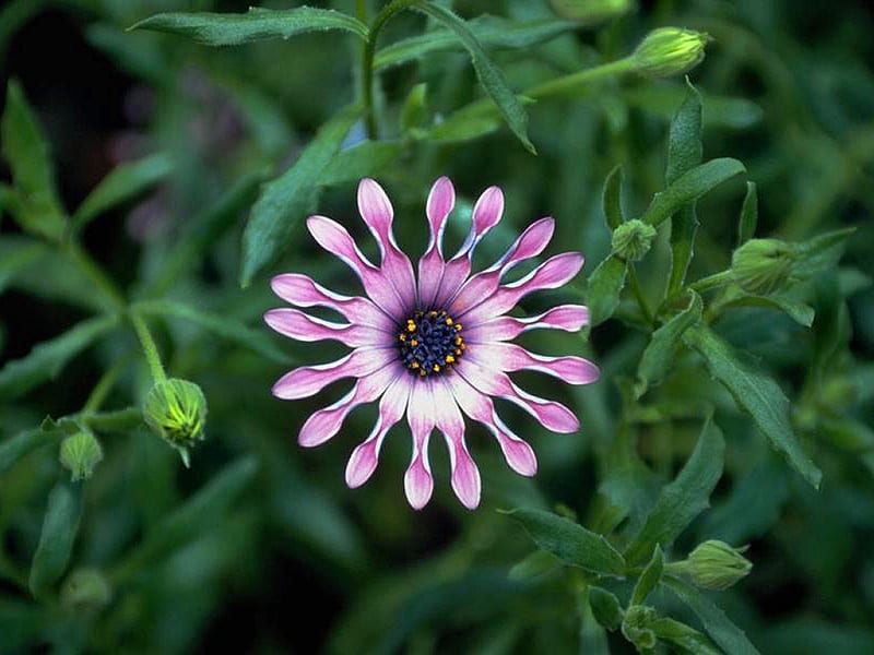 South African Daisy, floral, graphy, purple, south african, flower, nature, petals, daisy, HD wallpaper