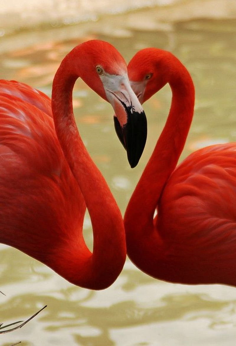 Love flamingo, bird, flamingo, love, HD phone wallpaper | Peakpx