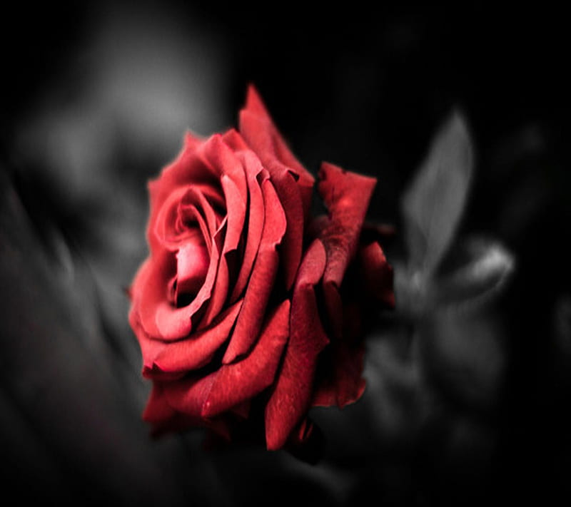 Red Rose, red, rose, HD wallpaper | Peakpx