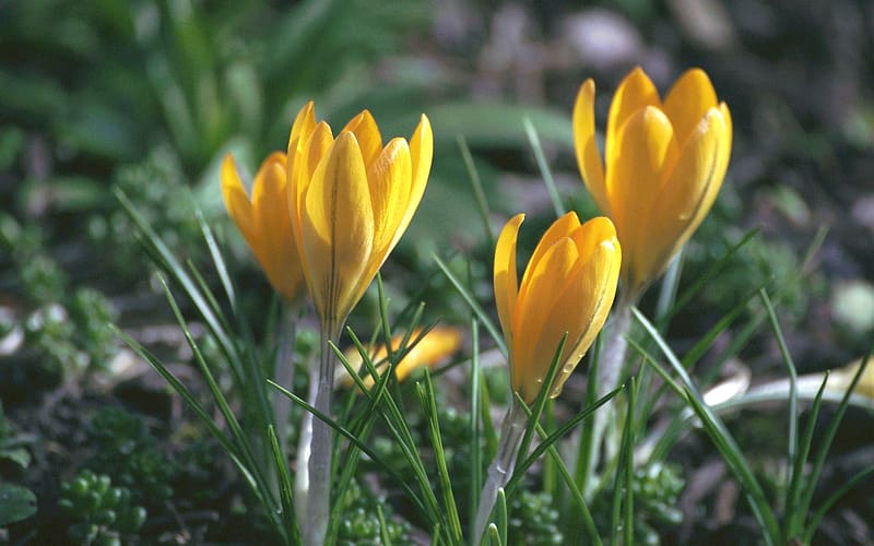 Crocuses, macro, flowers, yellow, HD wallpaper