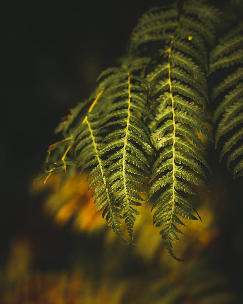 fern, branch, plant, HD phone wallpaper