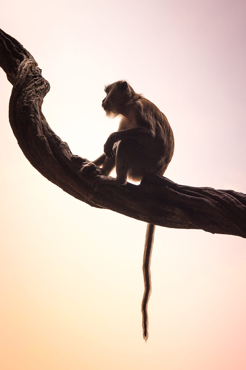 brown monkey sitting on branch, HD phone wallpaper