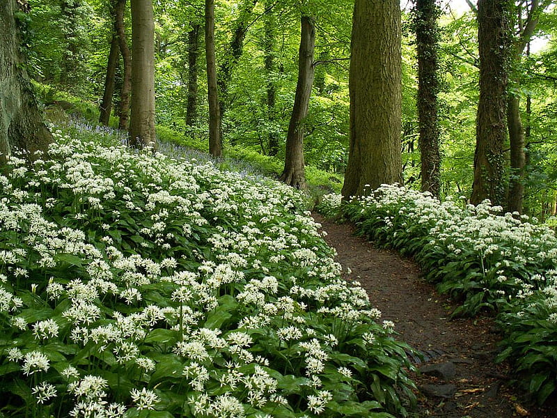 Wild garlic path., forest, tree, wild garlic, flower, ramson, path, HD wallpaper