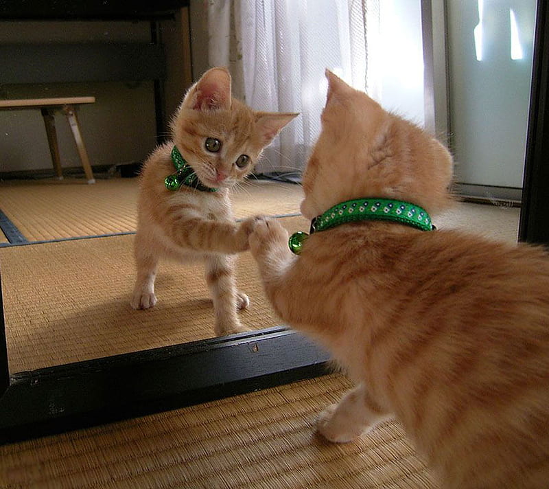 You look like me !!, cute, ginger, mirror, bow, reflection, cat, HD  wallpaper | Peakpx