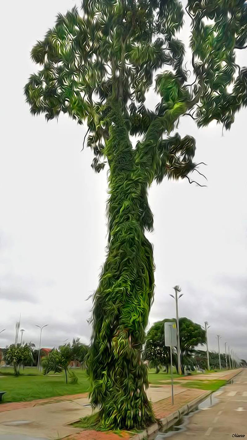 Tree, bolivia, nature, santa cruz, tree, HD phone wallpaper | Peakpx