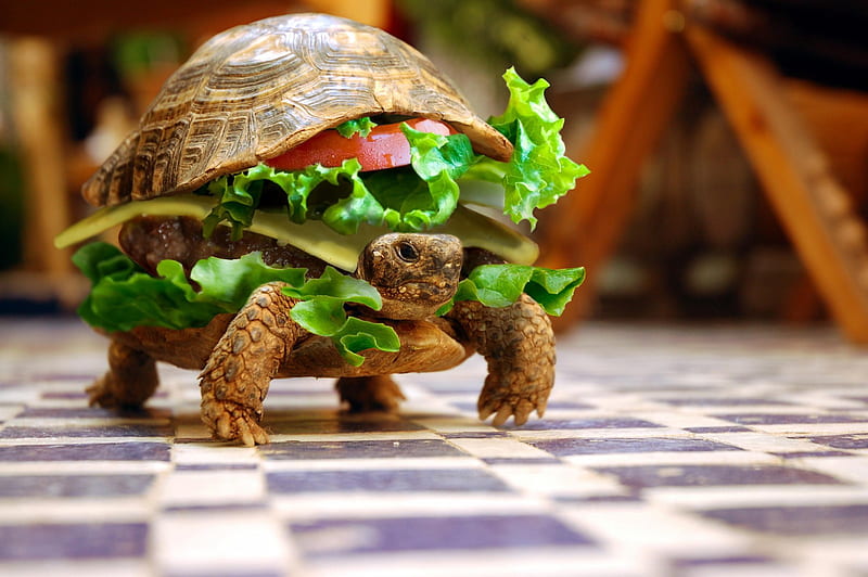 Turtle, hungry, mcturtle with cheese, slow, lettuce, animal, fantasy, green, reptile, burger, animals, floor, food, fun, abstract, sandwich, 3d, cool, potato, funny, cheeseburger, HD wallpaper