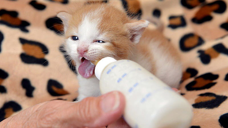 Brown Cat Kitten Is Drinking Mik Using Feeding Bottle Cute Cat, HD wallpaper