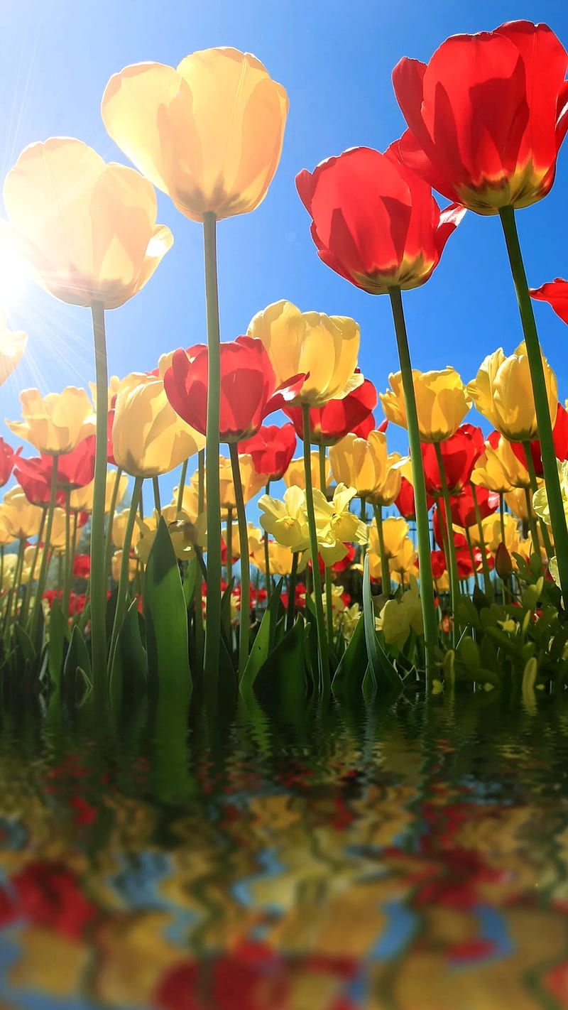Tulipanes, cielo azul, flores, hojas, rojo, reflexión, amarillo, Fondo de  pantalla de teléfono HD | Peakpx
