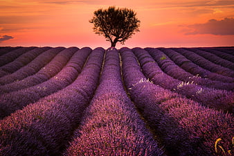 Lavender Field, HD wallpaper