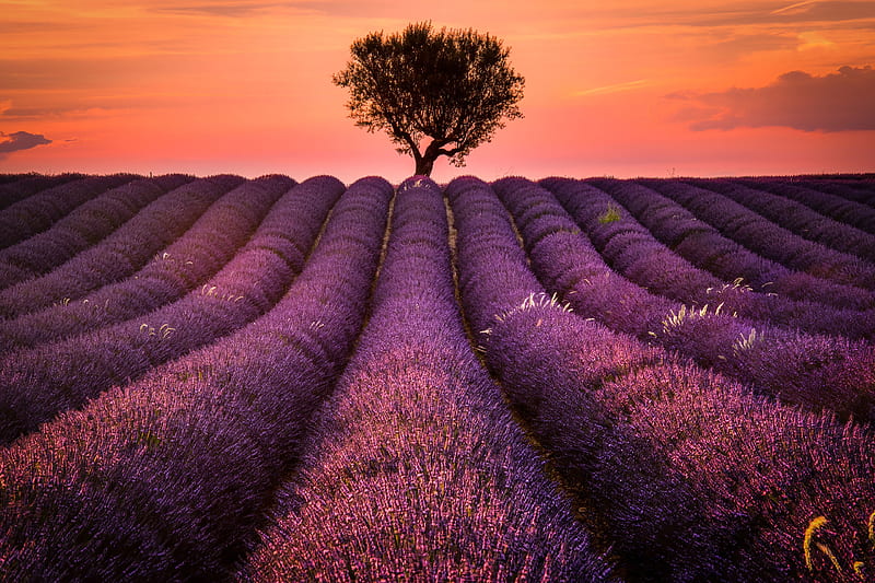 Lavender Field, HD wallpaper