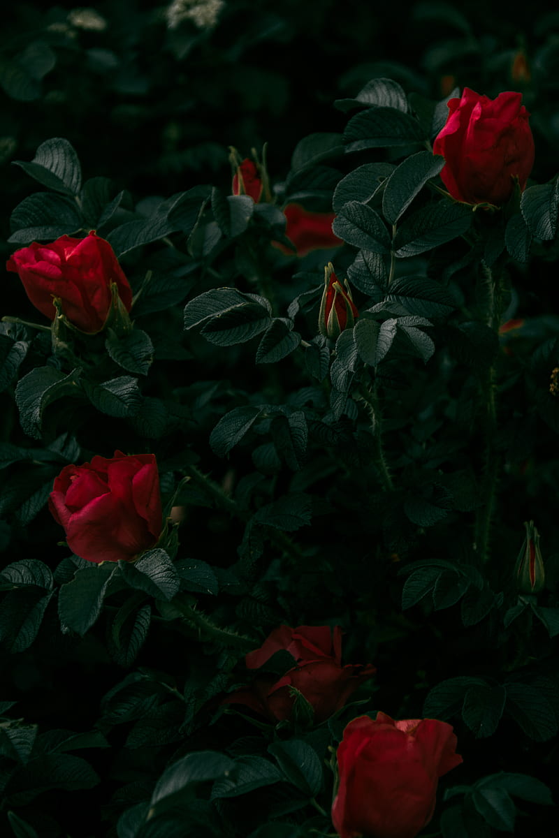 roses, flowers, red, bush, plant, HD phone wallpaper