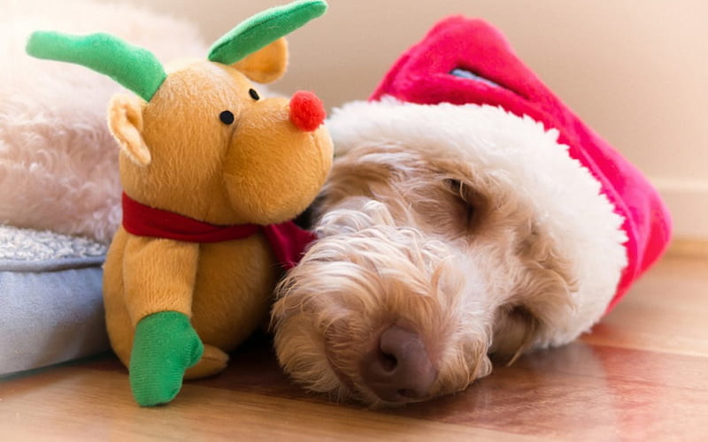 Sleeping with Rudolf, sleep, christmas, toy, rudolf, santa claus, animal, hat, reindeer, white, pink, puppy, dog, HD wallpaper
