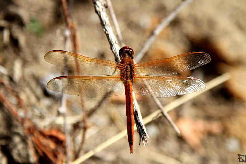 Dragonfly, Anisoptera, Odonata, Epiprocta, HD wallpaper