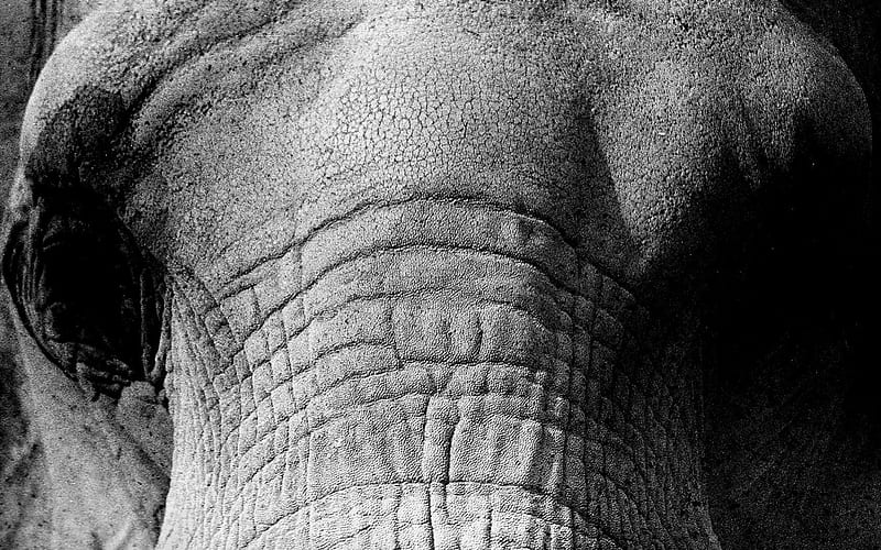 Grainy Elephant, grainy, elephant, HD wallpaper